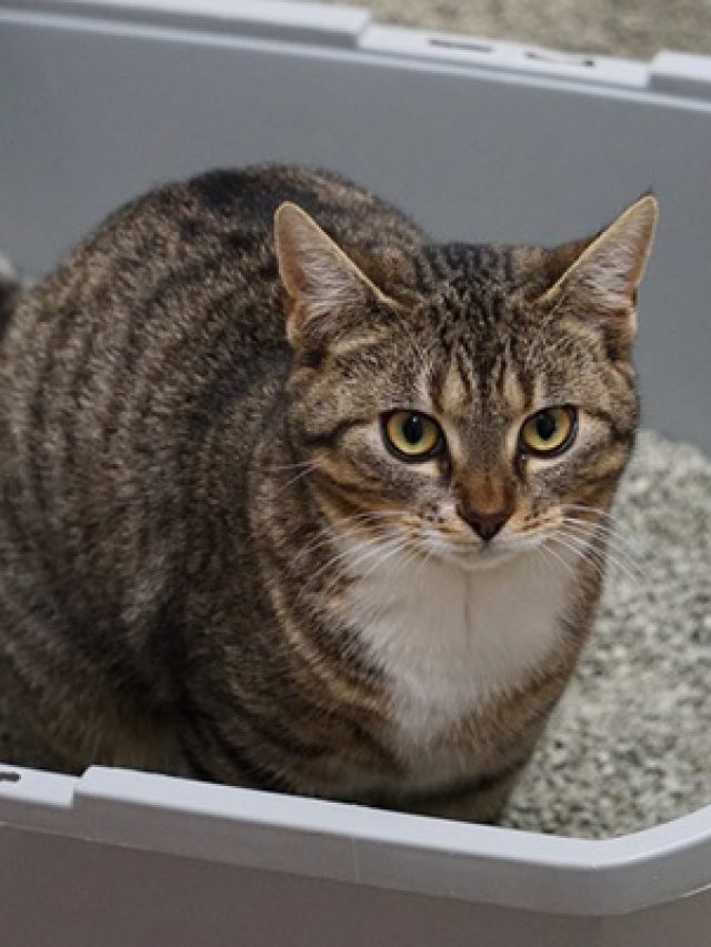 a small beautiful cat is sitting in the litter box