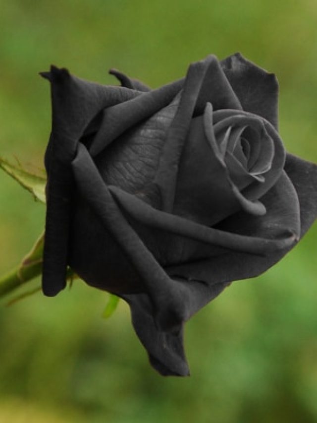 flores-negras-conheca-20-especies-incriveis-e-surpreendentes