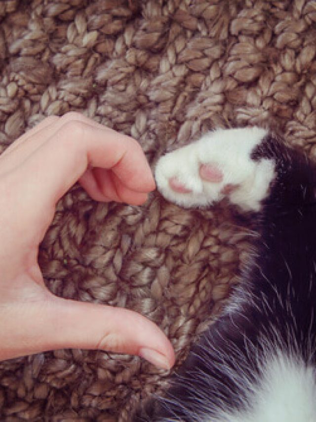 gato-humano-coracao