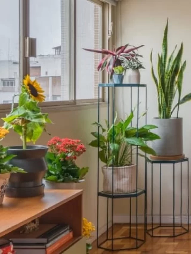 plantas-que-absorvem-energias-negativas-0-1