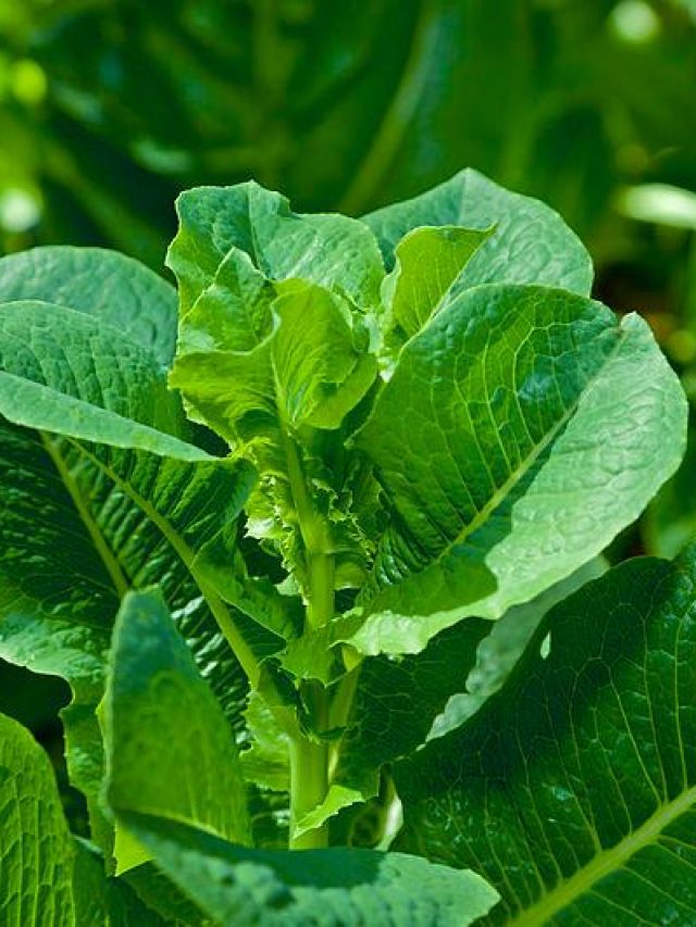 Chicoria