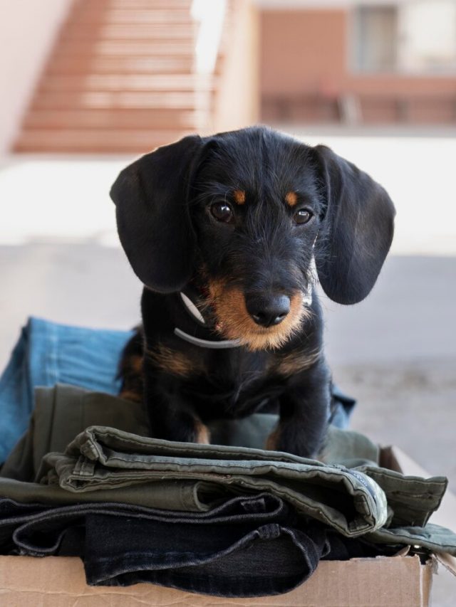 close-no-cachorro-com-doacoes-para-a-caridade_23-2149134474