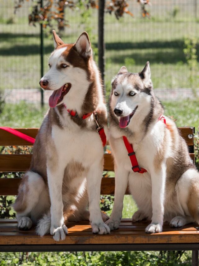 dois-caes-husky-fofos-no-banco-do-parque_23-2148647768