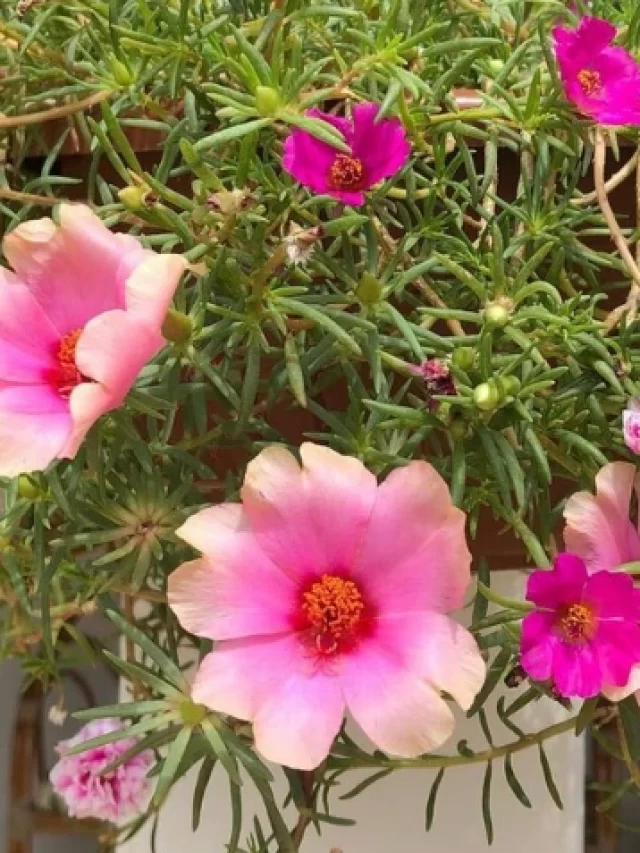 flor-onze-horas-11