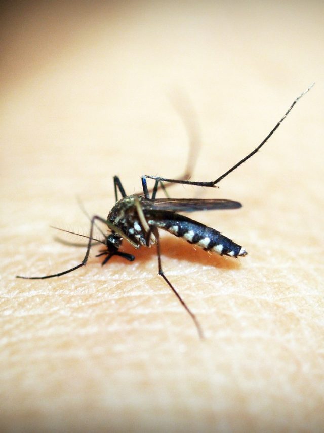 mosquitoe-1548947_1280