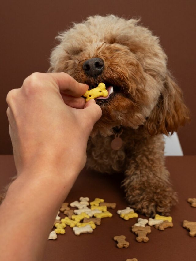 proximo-a-comer-animais-de-estimacao-adoraveis_23-2151182872