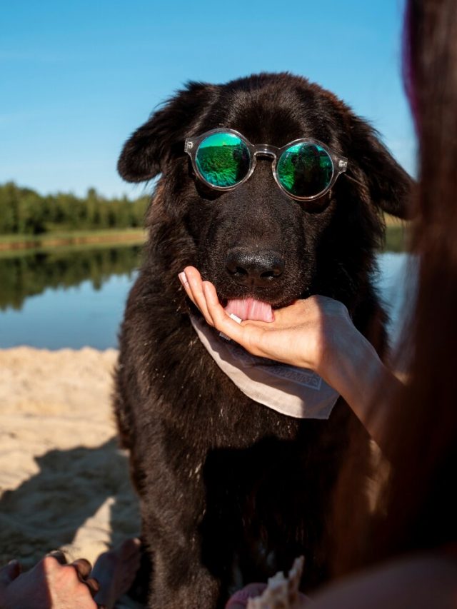 vista-frontal-mulher-alimentando-cachorro-na-praia_23-2149695379