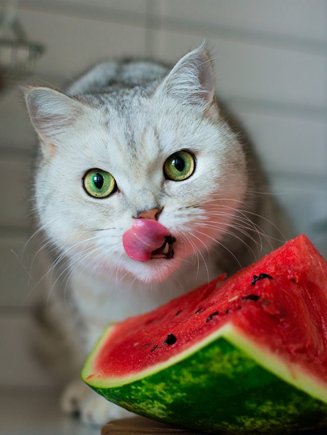 Gato-melancia