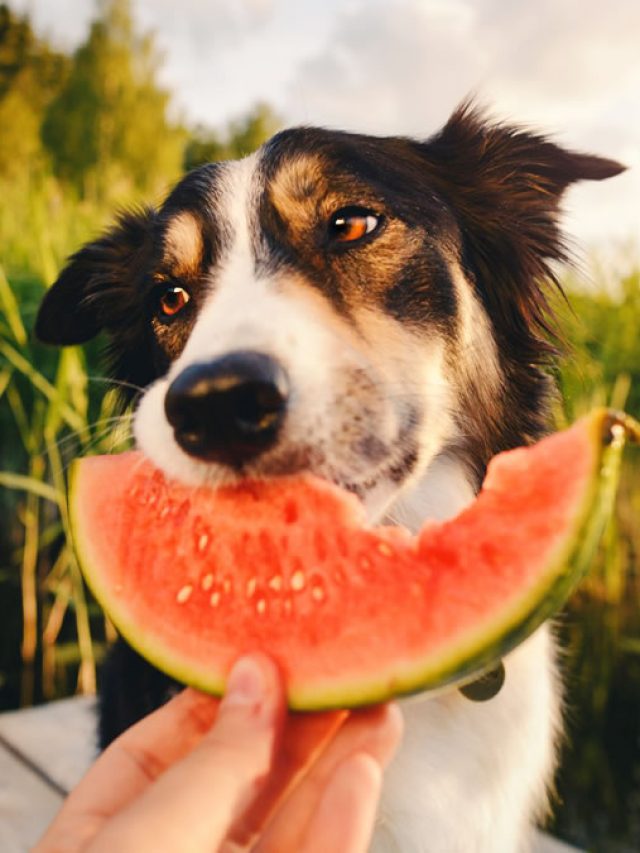 JP_Frutas-para-cachorro-durante-o-verao-quais-ele-pode-comer-1080x675