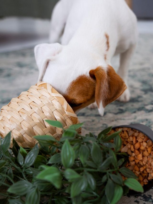 cachorro-fazendo-massa-com-vaso-de-plantas-dentro_23-2149544933