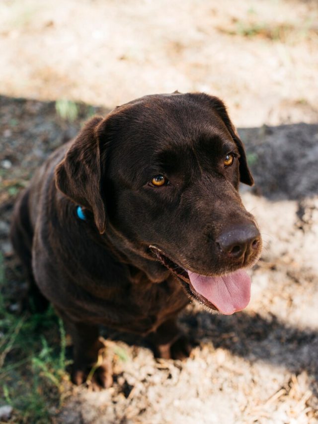 cachorro-relaxante-na-natureza_23-2148199178