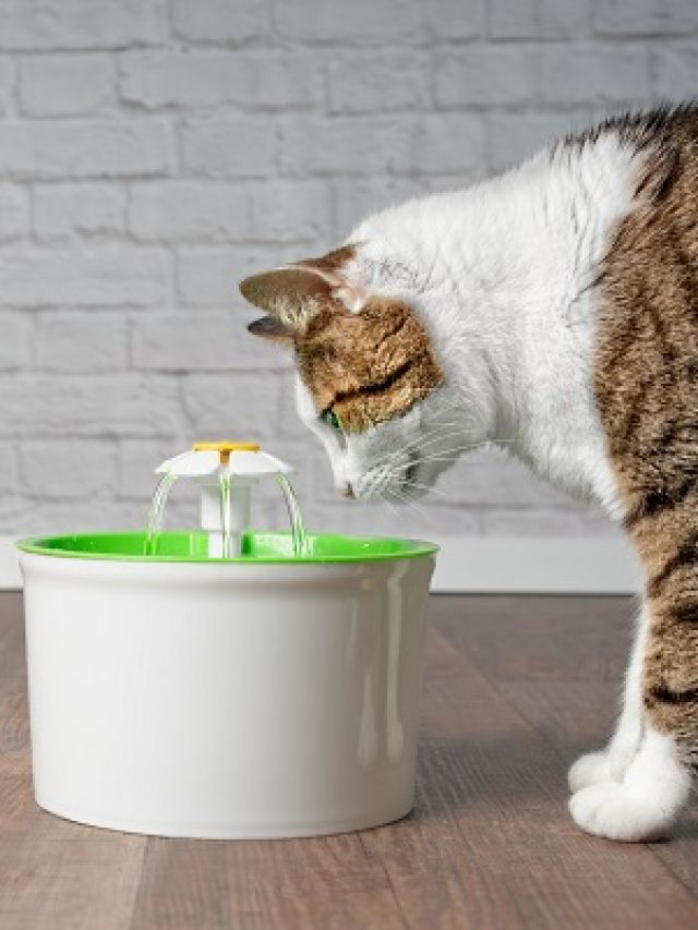 Cat On Table By Water In Container Against White Wall
