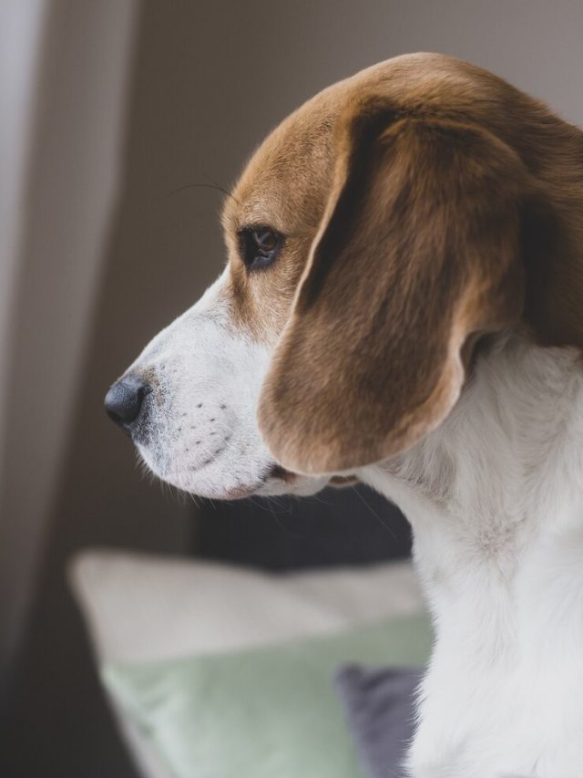 foto-vertical-de-um-cachorro-da-raca-beagle_181624-51635