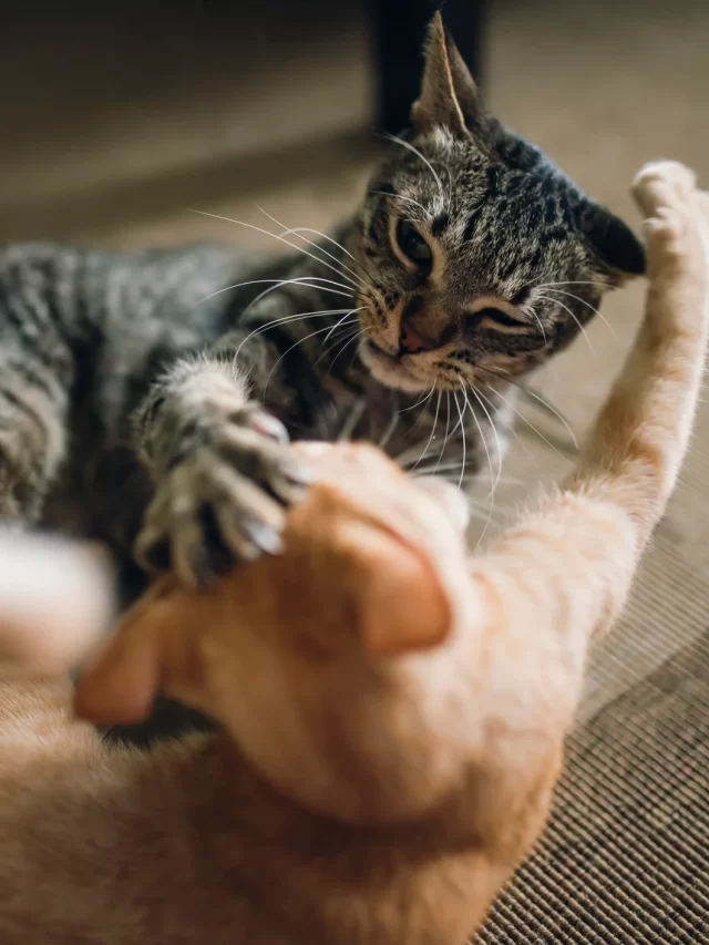 gato-brigando2