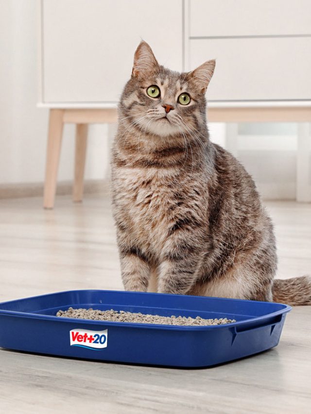 gato-caixa-de-areia