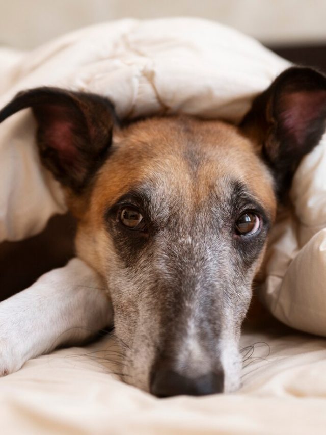 lindo-cao-galgo-deitado-na-cama_23-2149872923