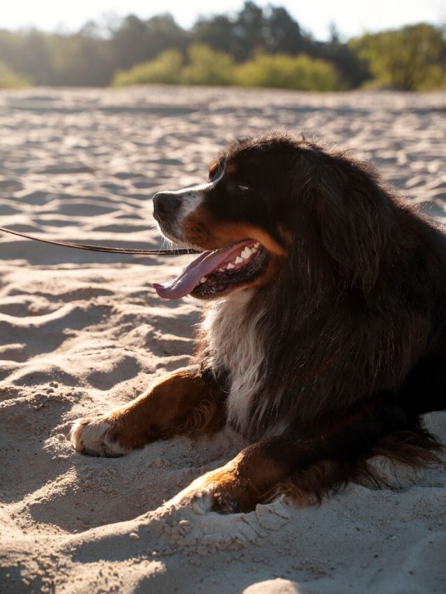 vista-lateral-cachorro-fofo-na-praia_23-2149695347