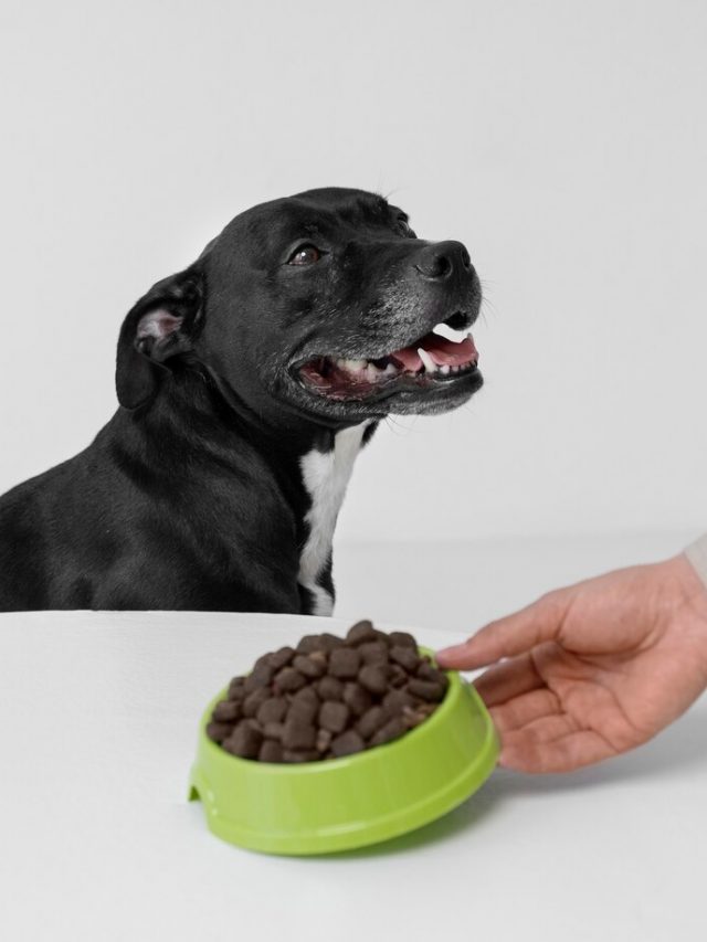 mao-de-vista-lateral-segurando-uma-tigela-de-comida-de-cachorro_23-2150742758