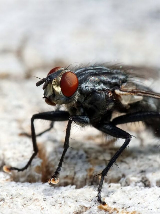 mosca-preta-com-olhos-vermelhos-em-uma-superficie-branca_181624-22178