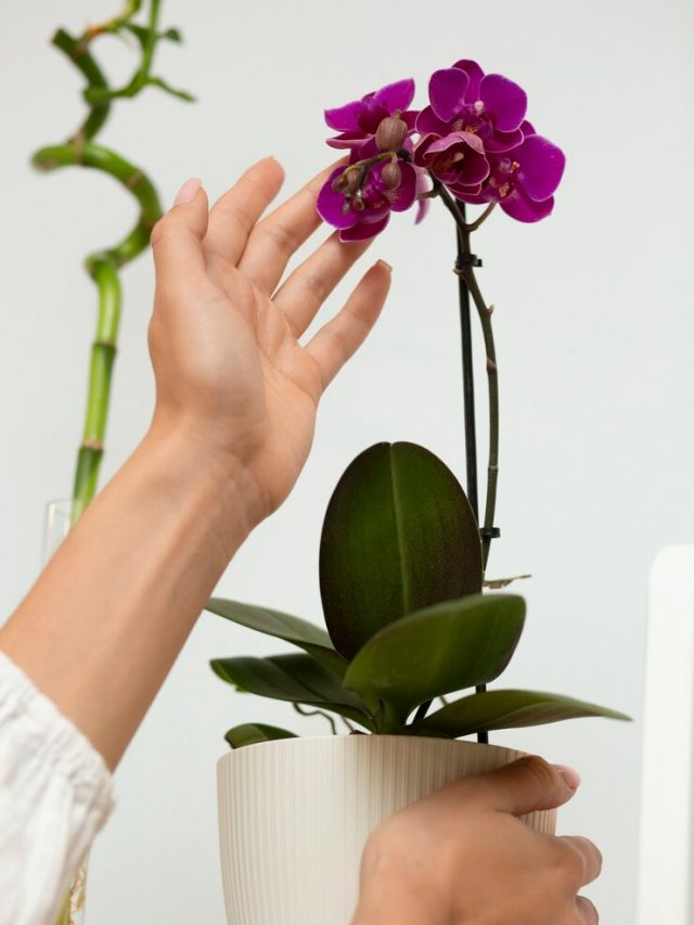 mulher-decorando-sua-casa-com-uma-flor-de-orquidea_23-2151074463
