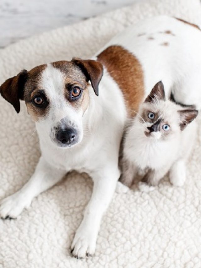 Dog and cat are best friends playing together at home