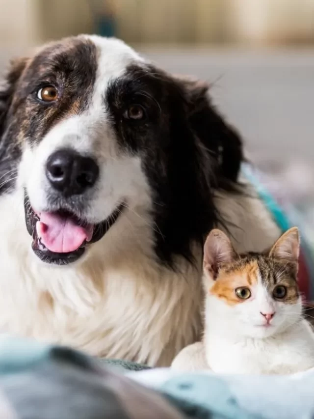 Cachorro-e-gato-1