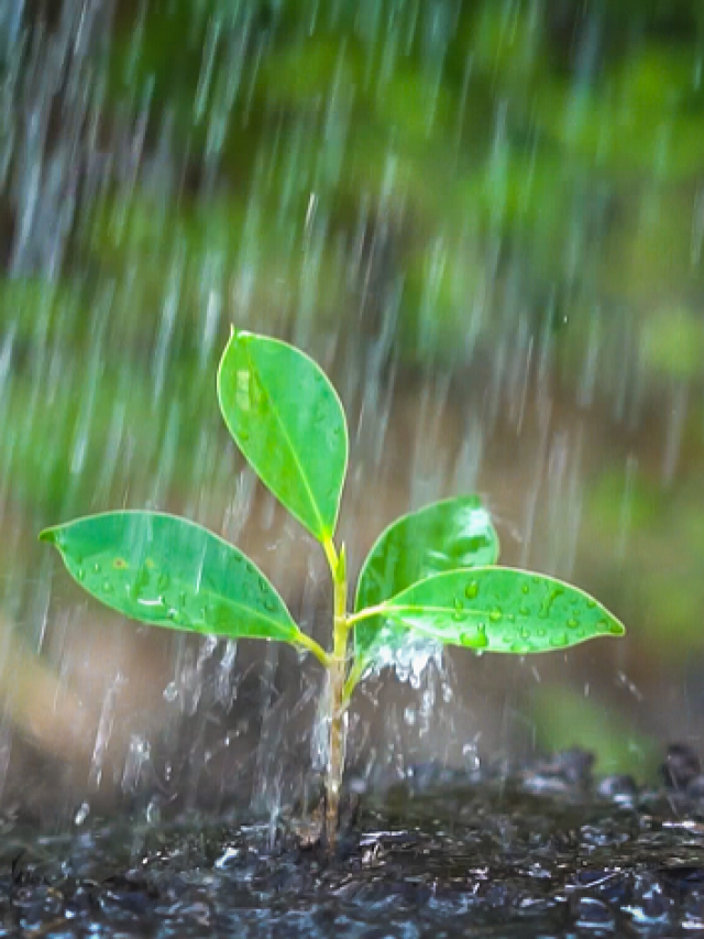a-maravilhosa-agua-da-chuva-1583158699