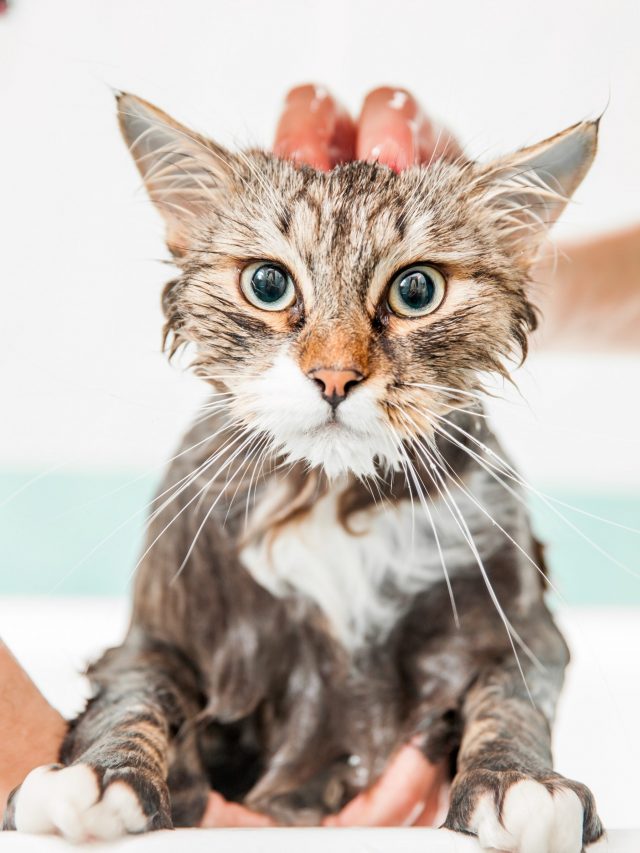 banho-em-gato-1618840959458_v2_3x4