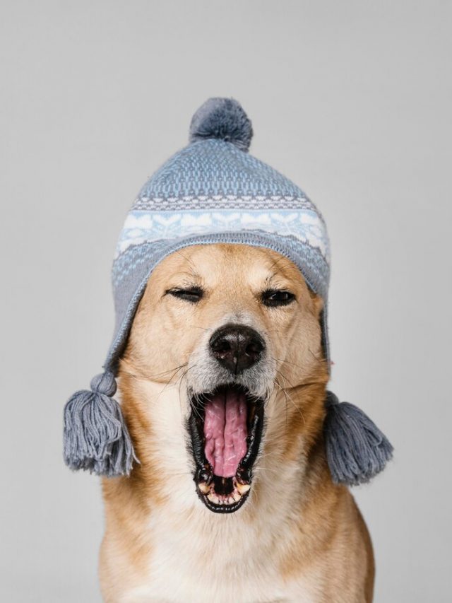 cachorro-fofo-e-cansado-com-chapeu-de-malha_23-2148865713