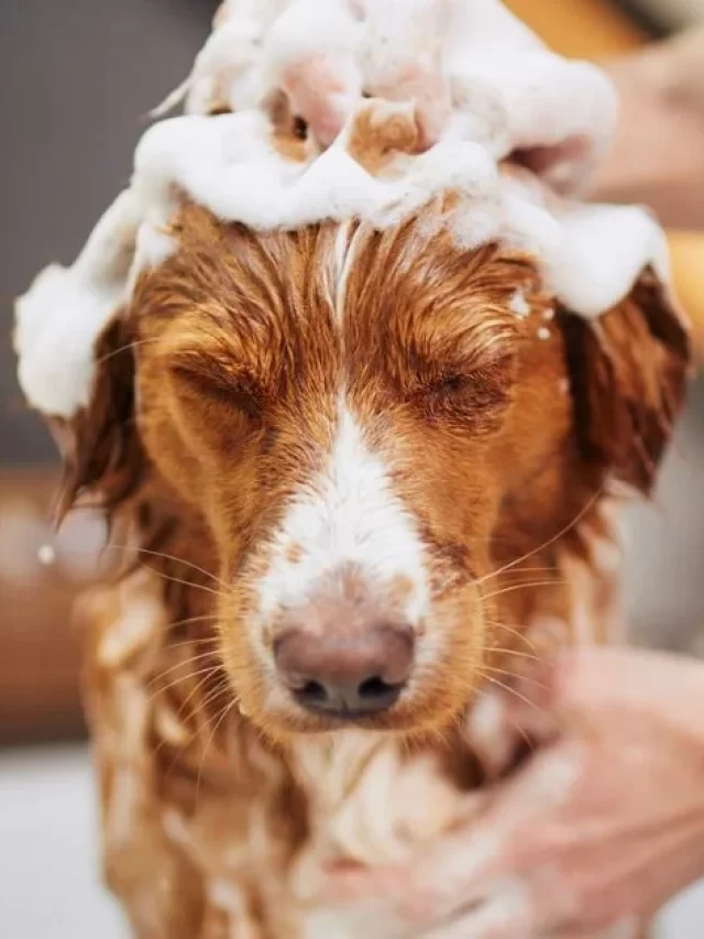 como-dar-banho-em-cachorro-no-frio1
