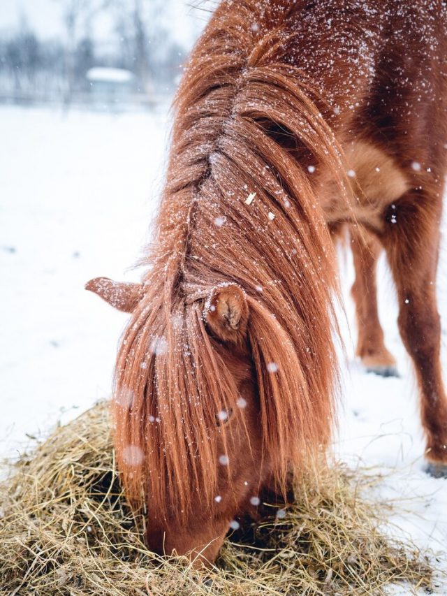 foto-vertical-de-um-cavalo-com-cabelo-comprido-comendo-feno-no-norte-da-suecia_181624-13547