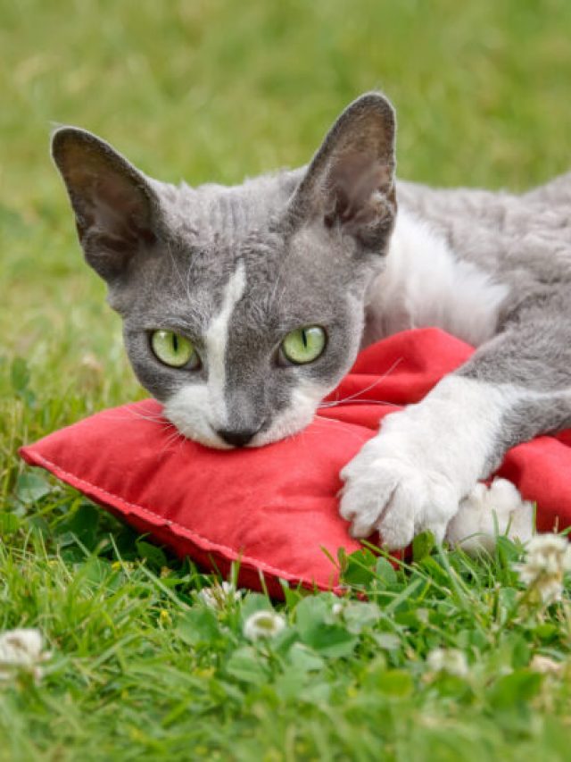 Devon Rex cat playing with a valerian cushion toy outside in a garden