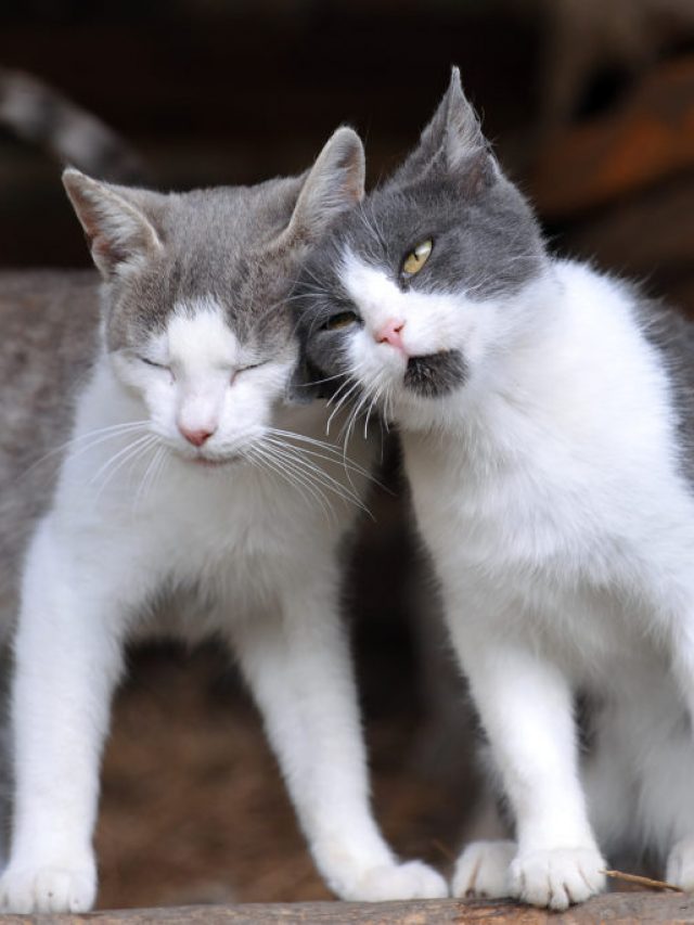 amizade-gatos
