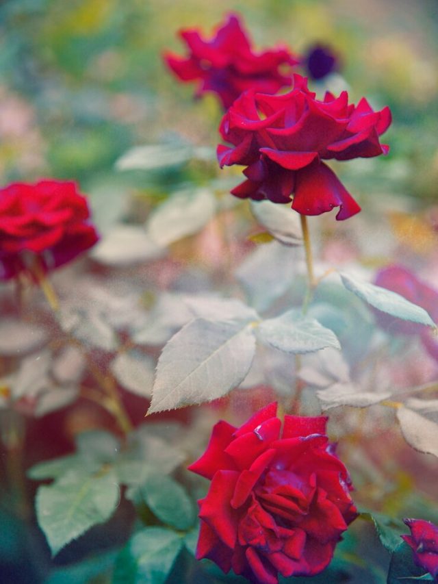 imagem-retro-da-natureza-da-flor_23-2149728510