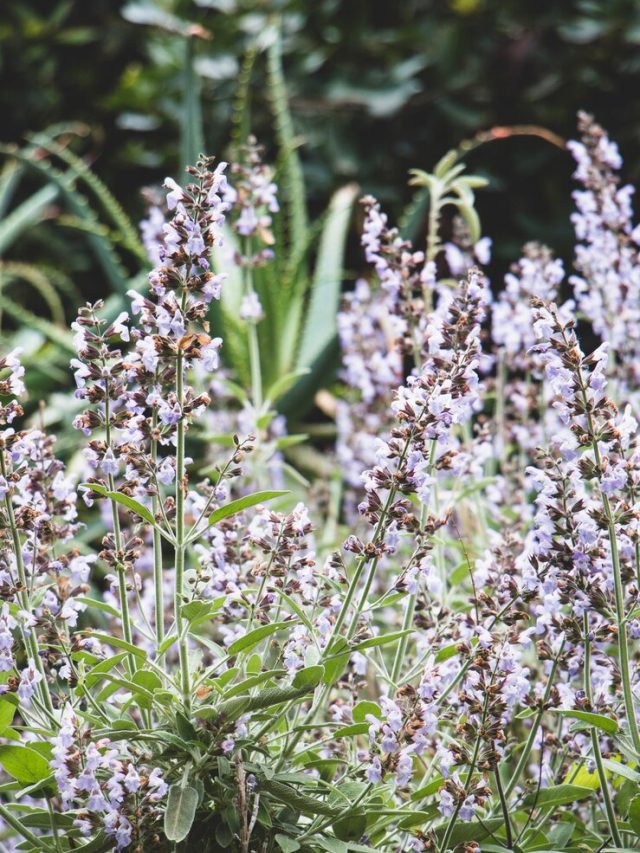 lavanda-floresce-no-campo_23-2147670108