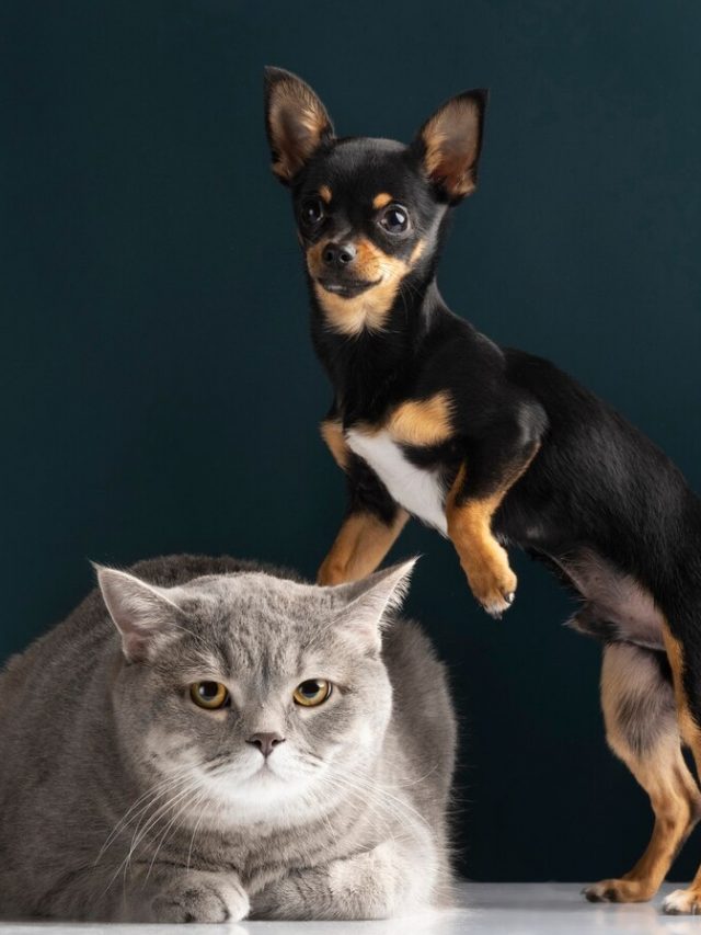 lindo-retrato-de-animal-de-estimacao-de-um-pequeno-cao-e-gato_23-2149218514