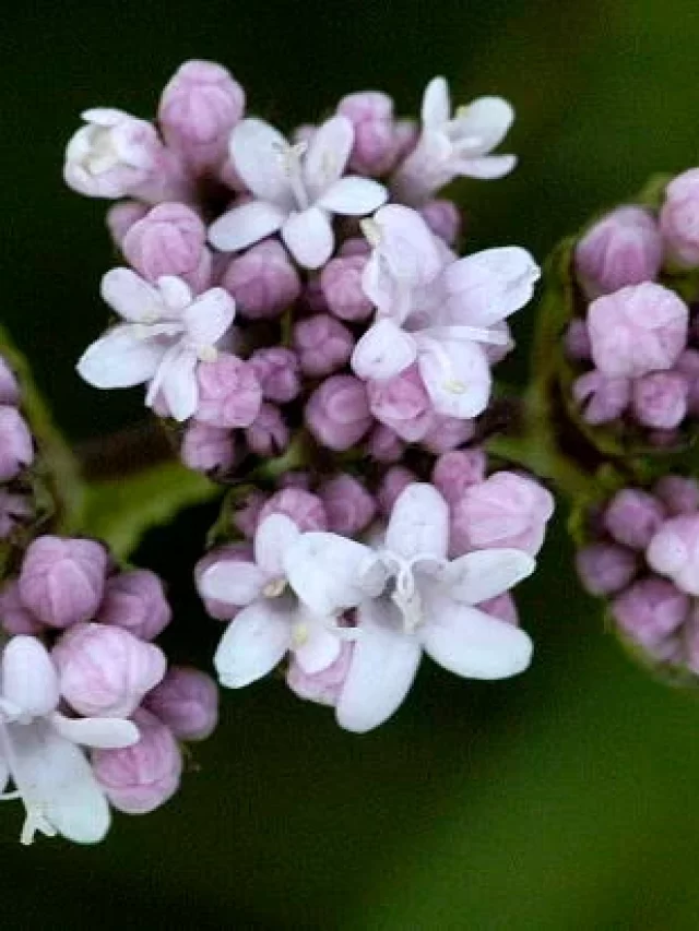 valeriana