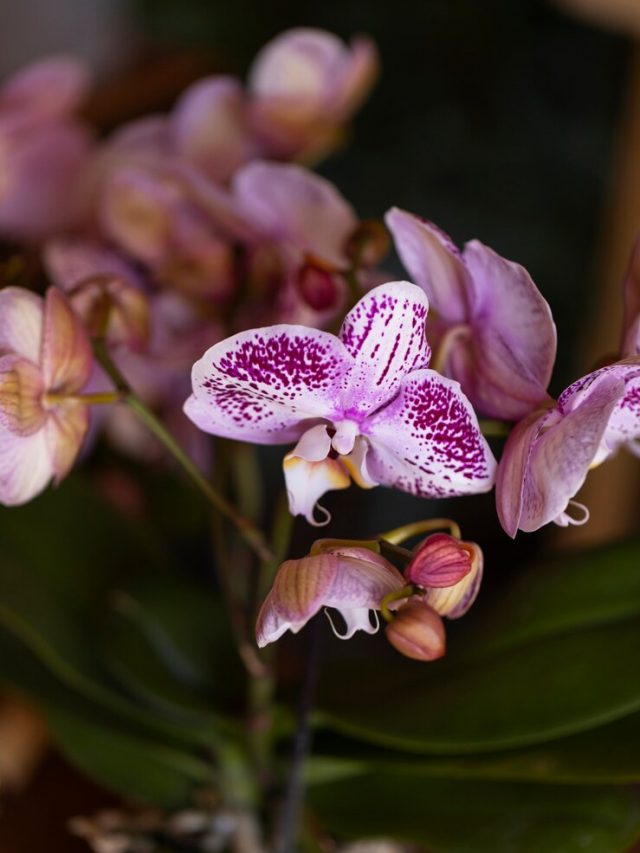 mulher-decorando-sua-casa-com-orquideas_23-2150970094