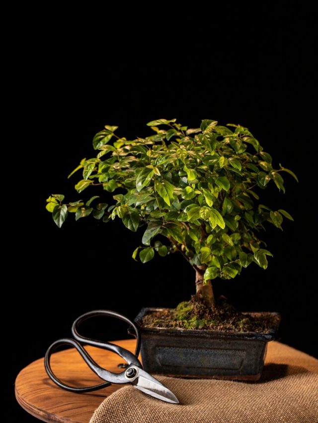 planta-em-vaso-e-tesoura-na-variedade-de-mesa_23-2149391920