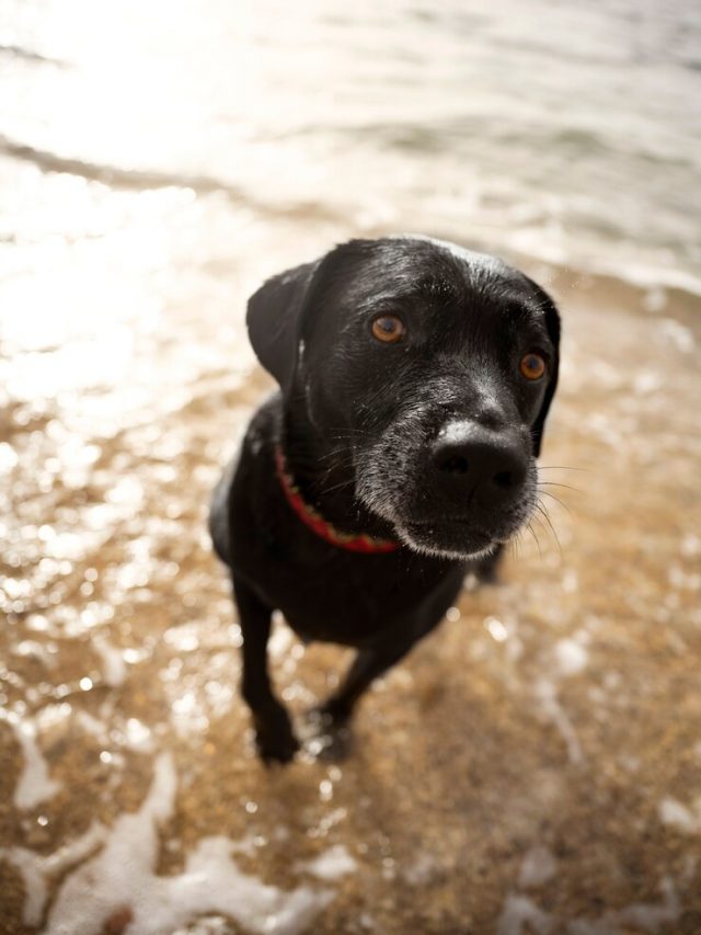 cachorro-se-divertindo-na-praia_23-2149564004
