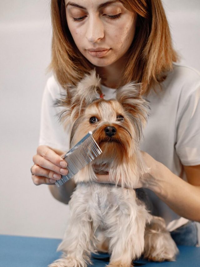 yorkshire-terrier-recebendo-procedimento-no-salao-de-beleza-jovem-de-camiseta-branca-penteando-um-cachorrinho-yorkshire-terrier-cachorrinho-em-uma-mesa-azul_1157-51464