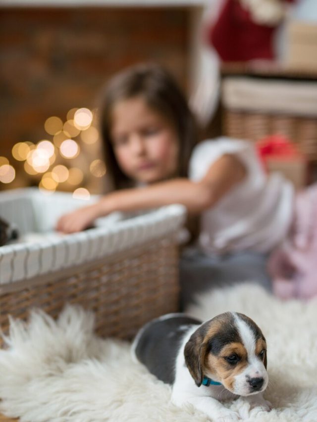 cachorrinho-na-cesta_144627-45105