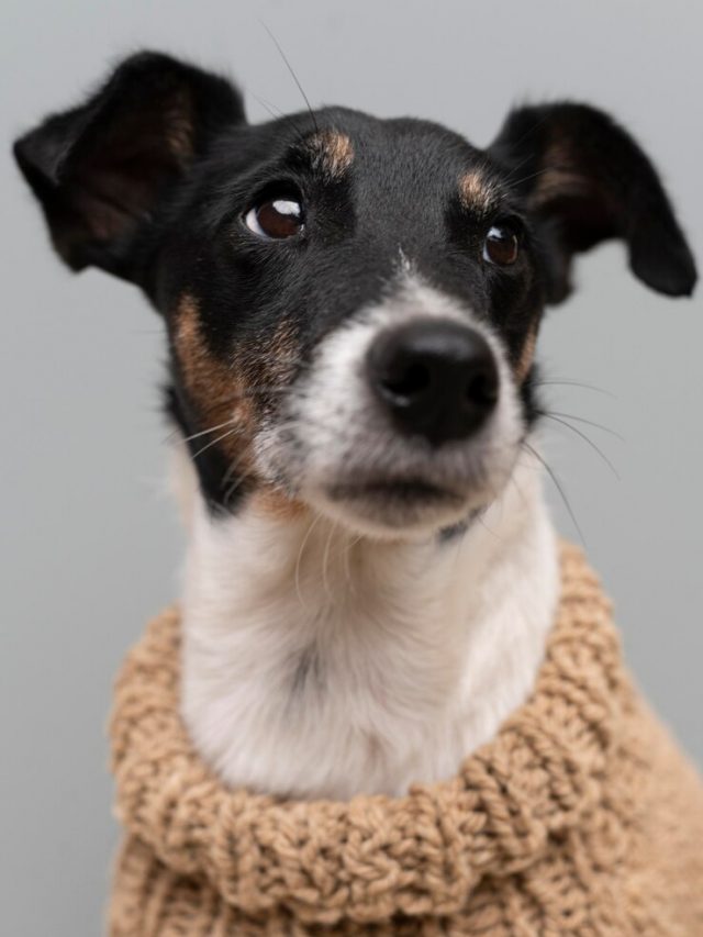 lindo-retrato-de-animal-de-estimacao-de-cachorro-jack-terrier_23-2149152031