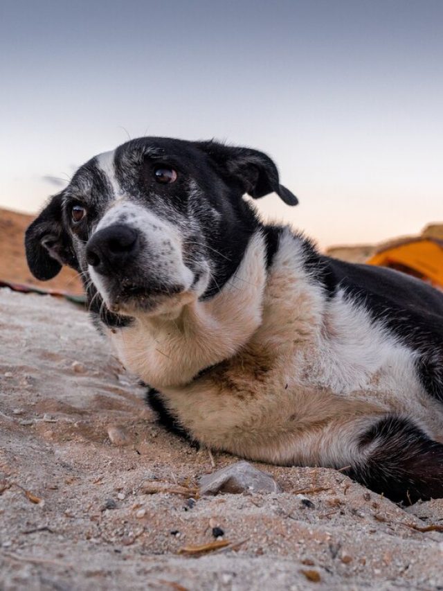 foto-de-foco-seletivo-de-um-cachorro-triste-deitado-na-areia-com-uma-tenda-laranja-no-espaco_181624-24942