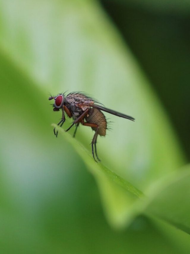 imagem-aproximada-de-uma-mosca-de-inseto-descansando-na-folha_181624-21065