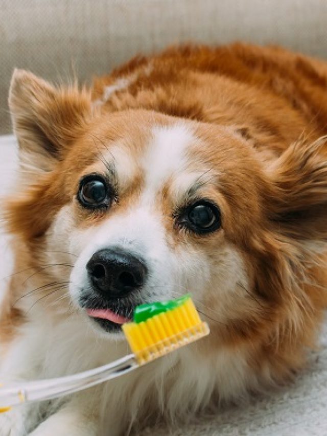 Owner brushes his dog's teeth with a paste. Portrait of a dog and a toothbrush close up