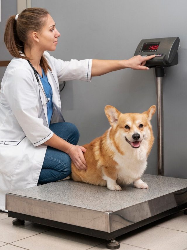 veterinario-cuidando-de-cachorro-de-estimacao_23-2149198694