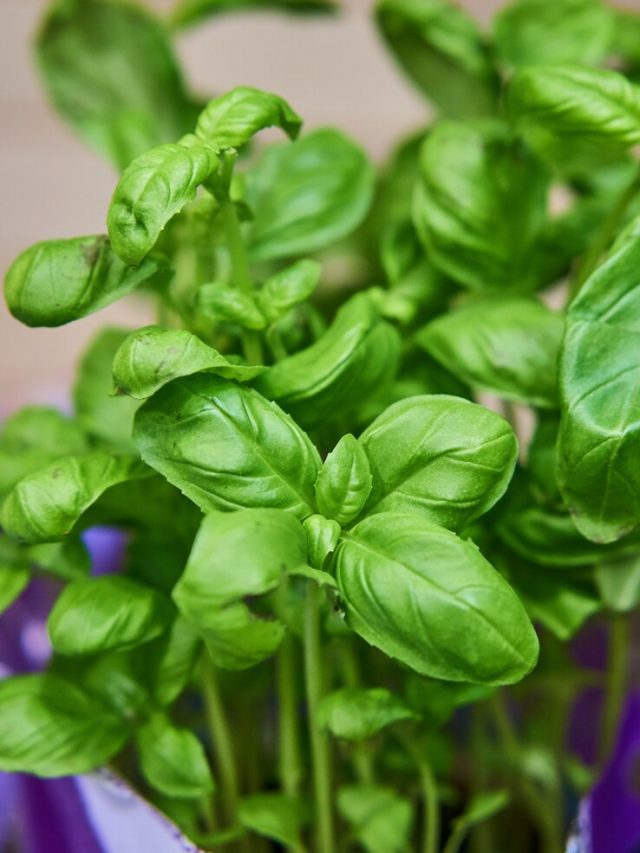 close-vertical-de-uma-planta-de-casa-com-folhas-verdes_181624-32198