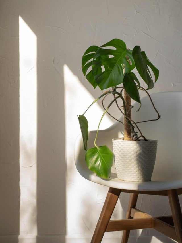 deco-de-plantas-bonitas-e-modernas_23-2149198539