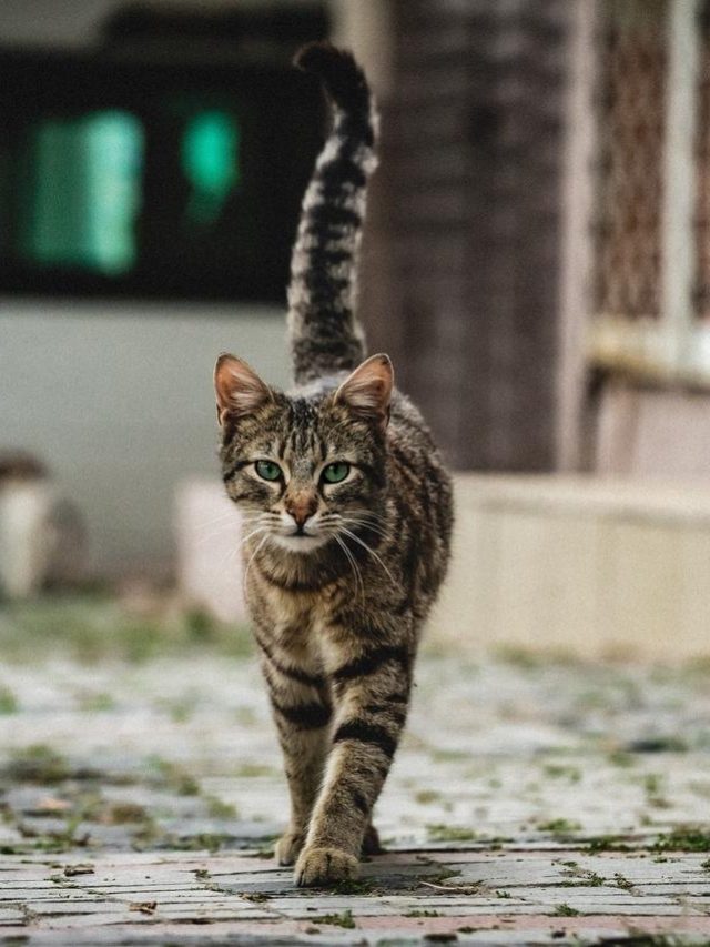 dicas_para_adotar_um_gato_de_rua_6231_orig